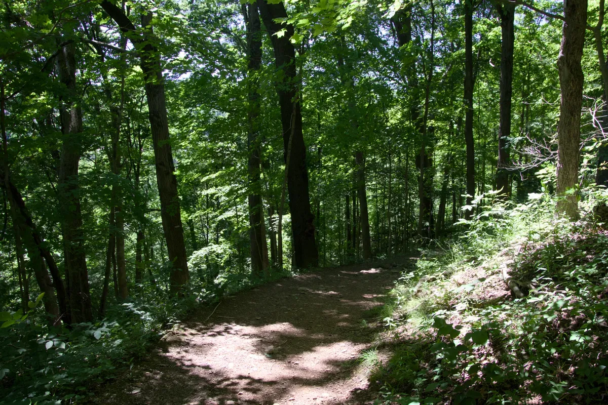 A trail heading down the hillside