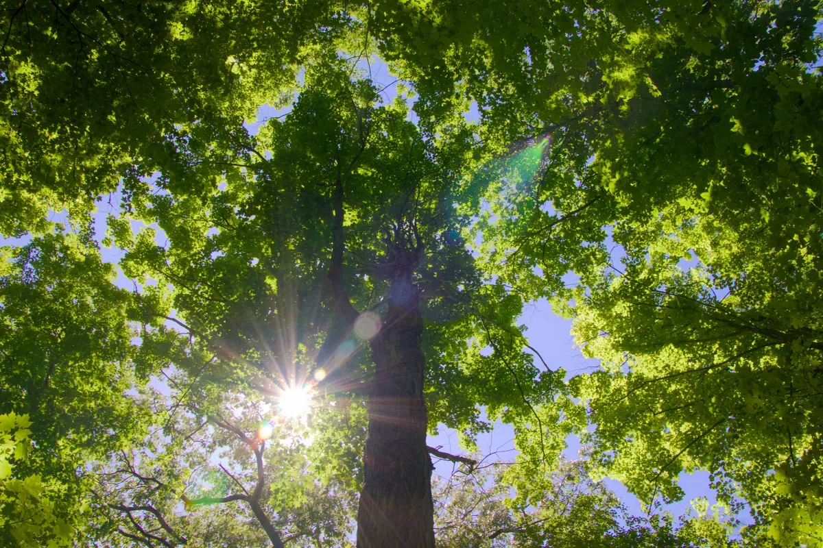 Looking up at the tree canopy